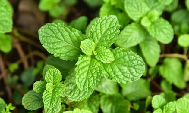 Huile essentielle de Menthe poivrée : bienfaits surprenants !