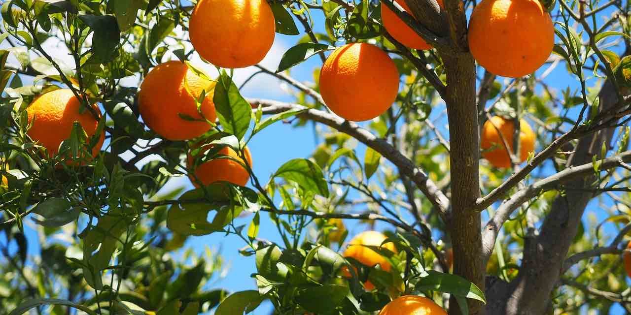 Huile essentielle d’orange douce : Bienfaits & Utilisations 