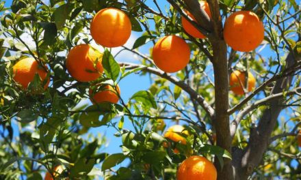 Huile essentielle d’orange douce : Bienfaits & Utilisations 